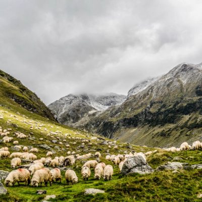 The top 8 reasons to love merino wool