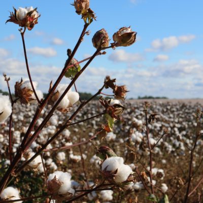 Is organic cotton better than conventional cotton?